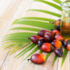 360_F_119974139_e7zfJkCIhGzvgjeQVWtUIo9mqqFu5O3a Palm Oil