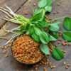 Fenugreek seeds and plant on a old wooden background Fenugreek