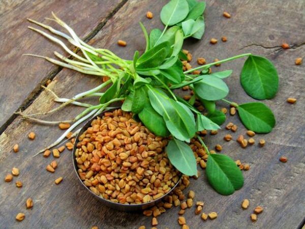 Fenugreek seeds and plant on a old wooden background Fenugreek