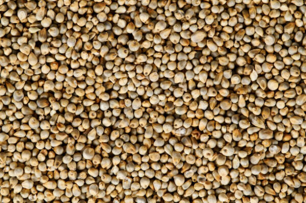 Pearl Millet